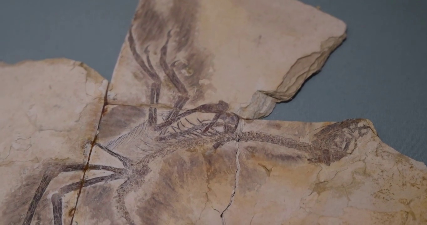 恐龙化石：带毛恐龙 辽宁 白垩纪（1.45-0.66亿年）视频下载