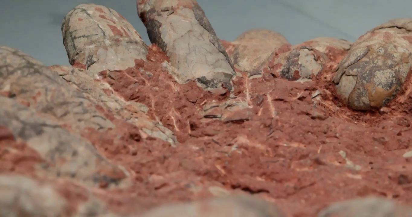 恐龙化石：一堆恐龙蛋的化石视频素材