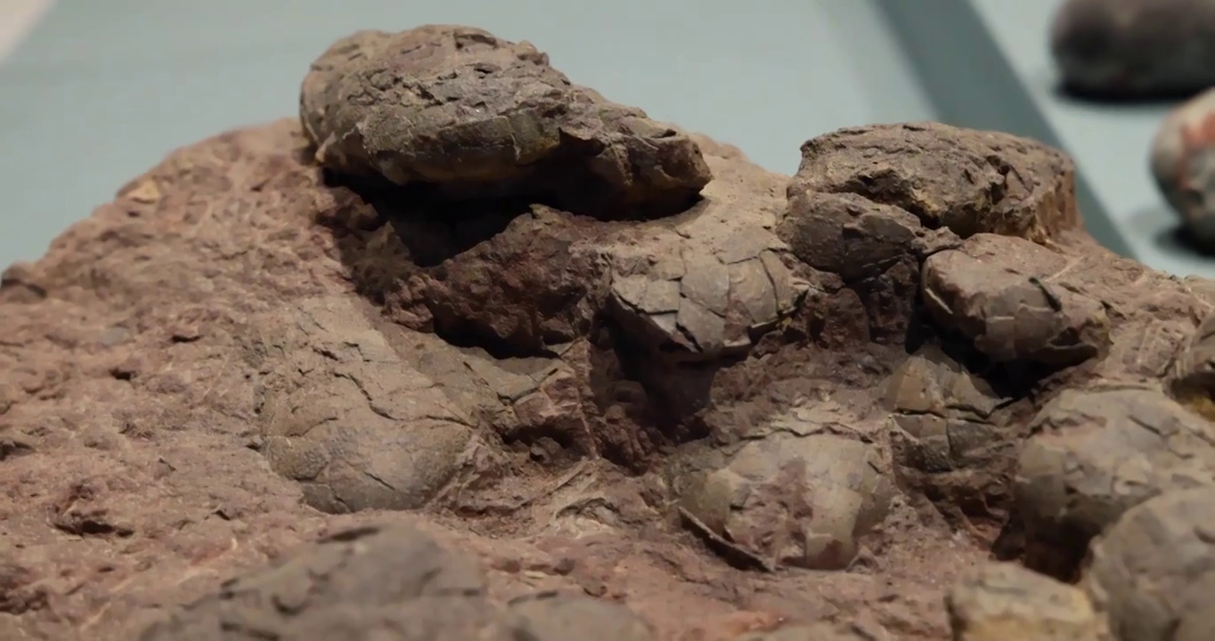 恐龙化石：一堆恐龙蛋的化石视频下载