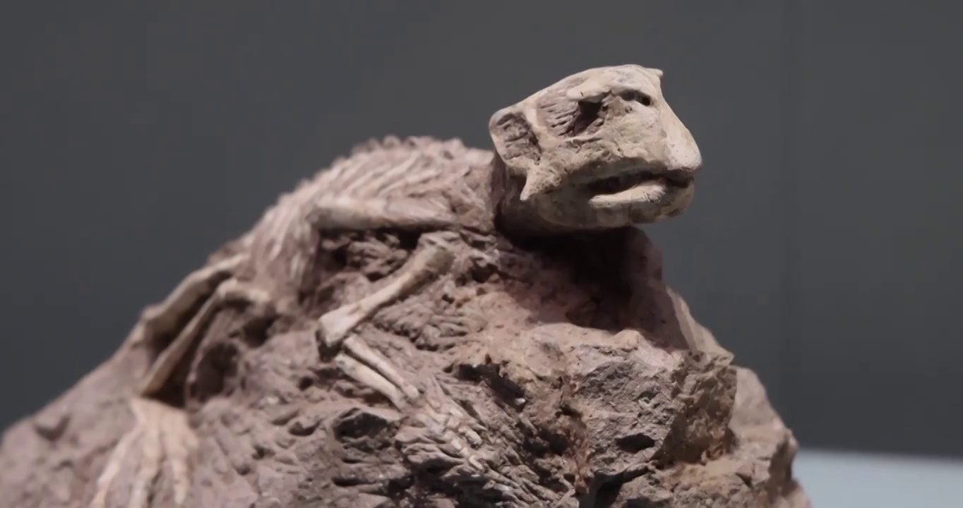 恐龙化石：鹦鹉嘴龙（埋藏） 产地：辽宁锦州 早白垩世（1.45-0.96亿年）视频下载