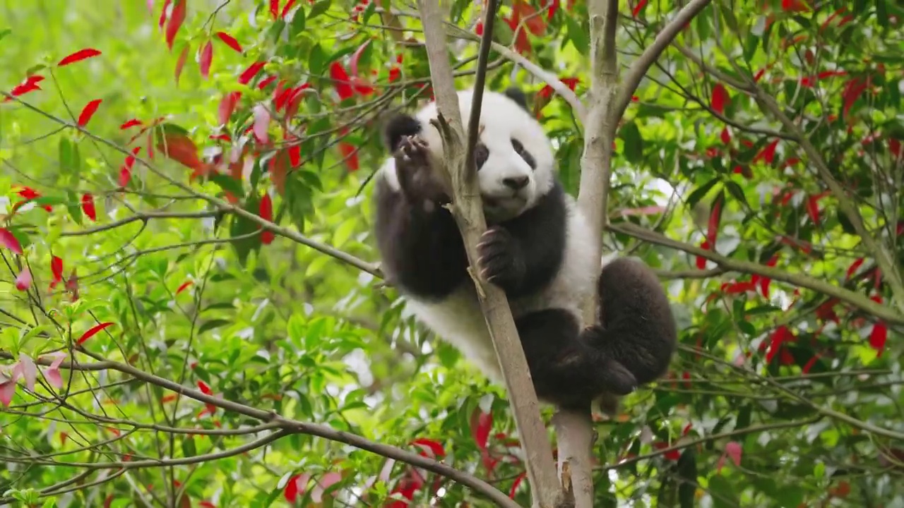 可爱顽皮的幼年大熊猫宝宝在树上玩耍视频下载
