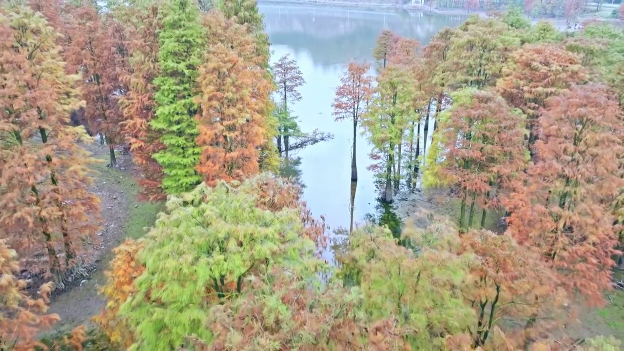 绍兴上虞石井水库的水杉林视频素材