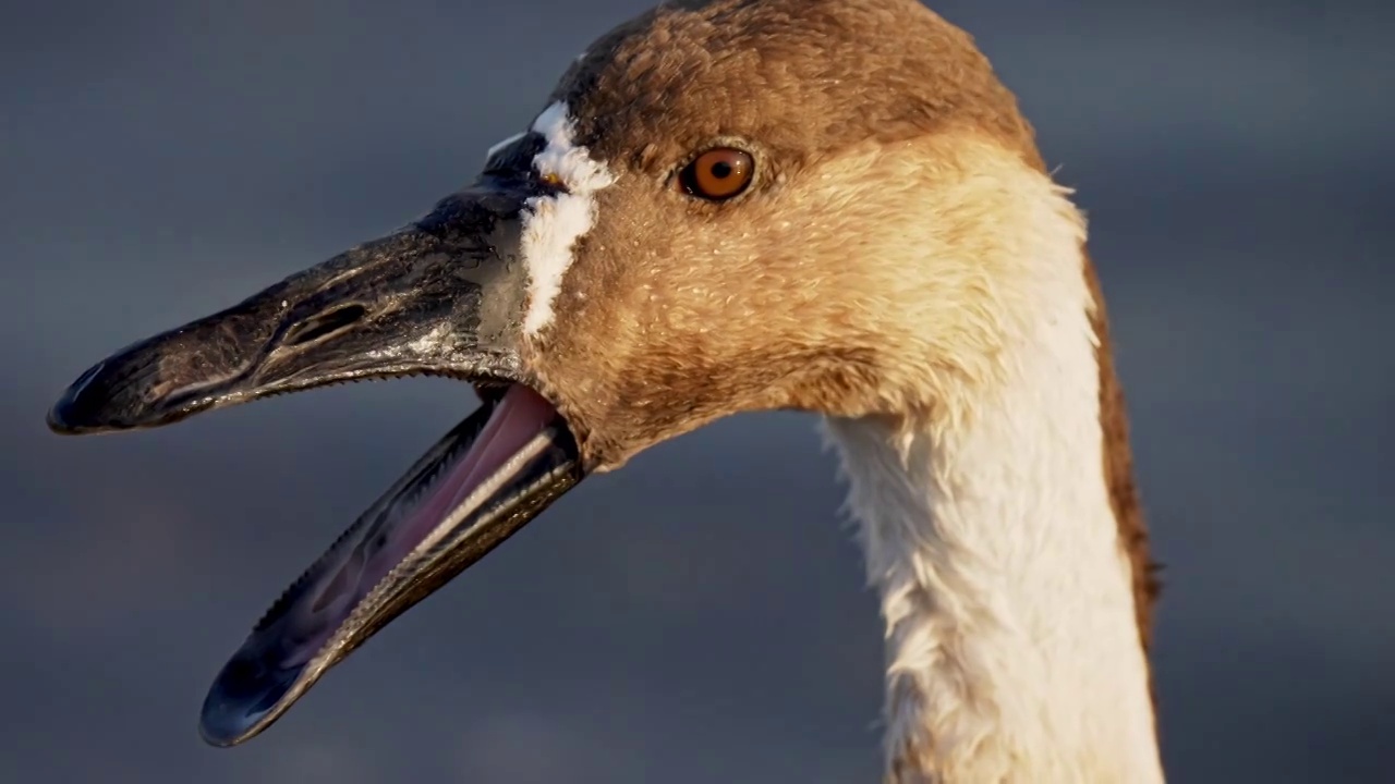 冬季来了，迁徙过冬的大雁在河边游泳进食自由飞翔视频素材