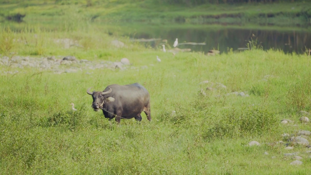 河边草地上的水牛和牛背鹭视频下载
