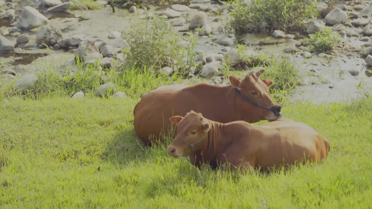 小河边的两只黄牛视频下载