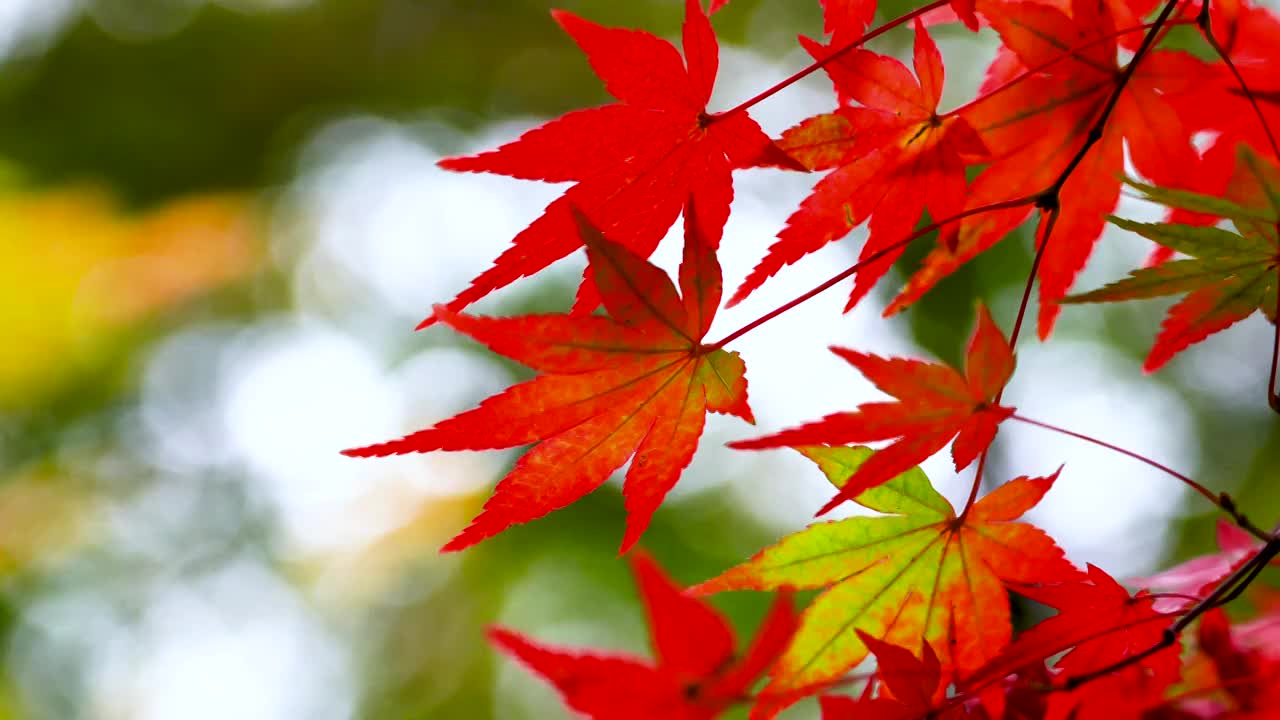 秋天逆光的红枫叶色彩鲜艳视频素材