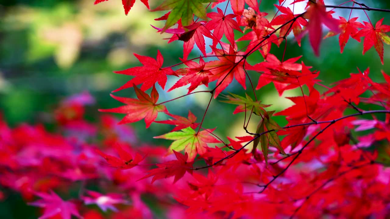秋天色彩斑斓的多色枫叶视频素材