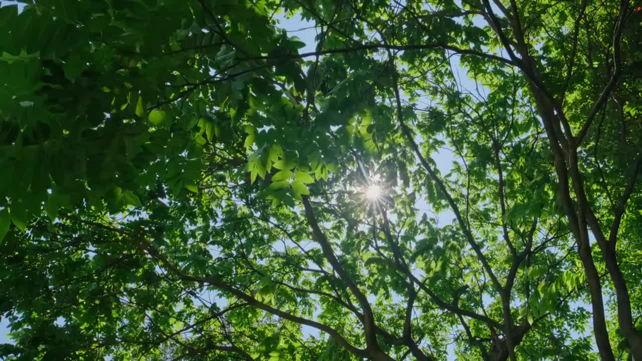 森林里阳光下透着光影的树枝视频素材