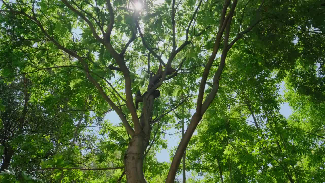森林里阳光下透着光影的树枝视频素材