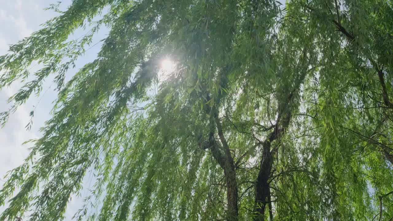 森林里阳光下透着光影的树枝视频下载