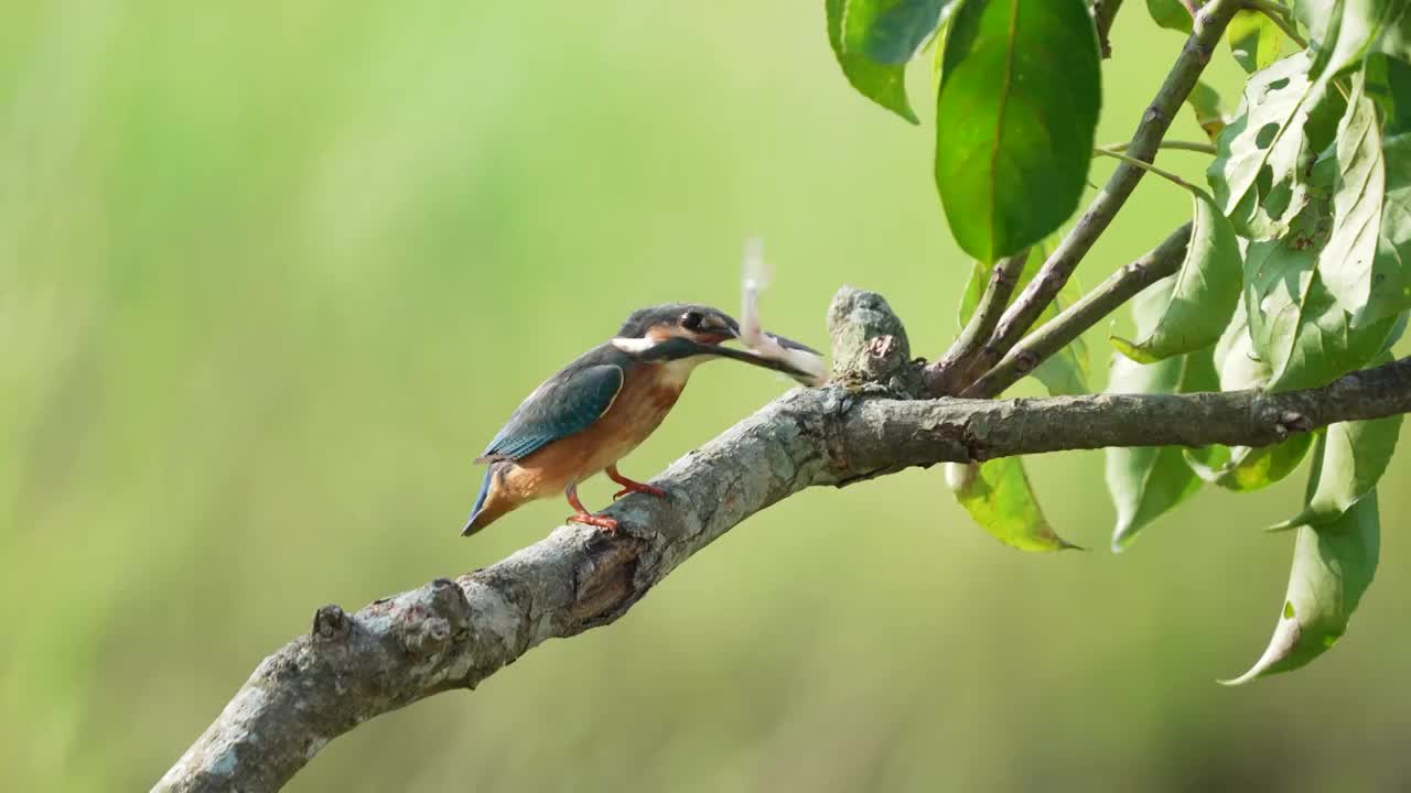 一只普通翠鸟驻守在清澈溪涧的树枝上，伺机捕食水里的鱼虾视频下载