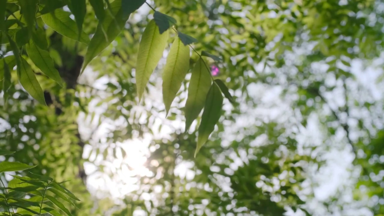 阳光下的森林树叶透光光晕视频素材