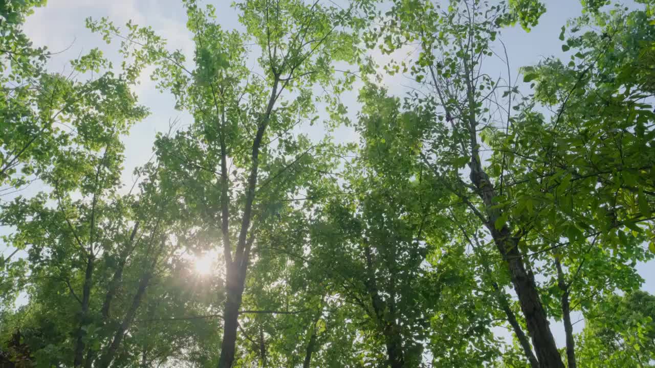 阳光下的森林树叶透光光晕视频素材