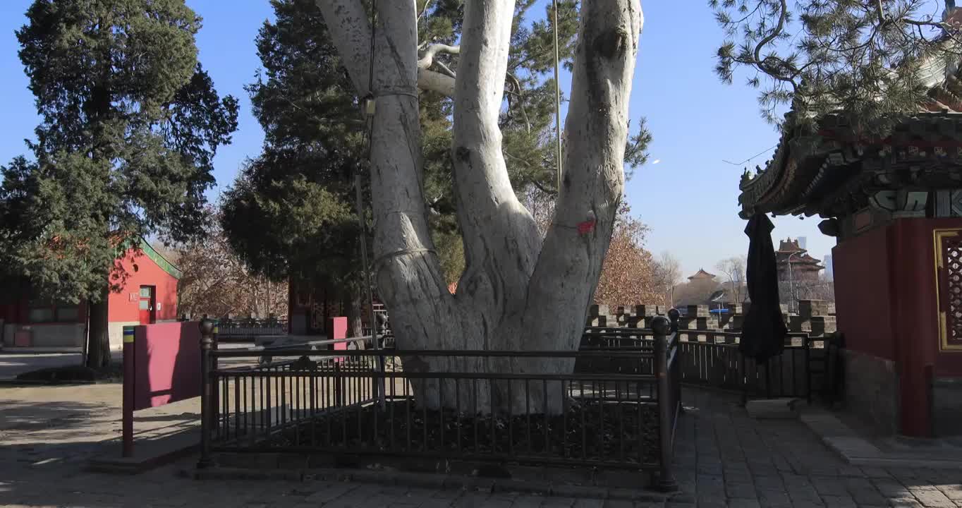 北京北海公园围城白袍将军树4K拍摄视频下载