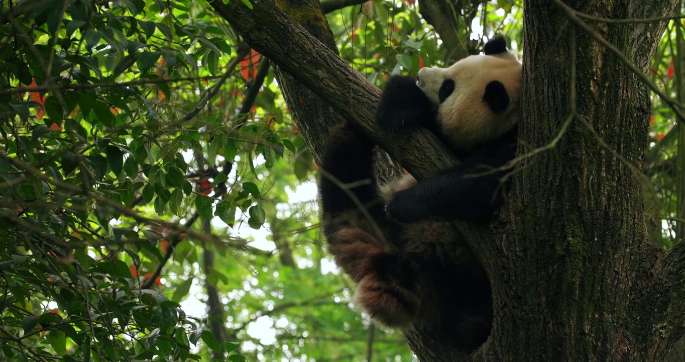 户外自然树上休息的国宝大熊猫视频素材