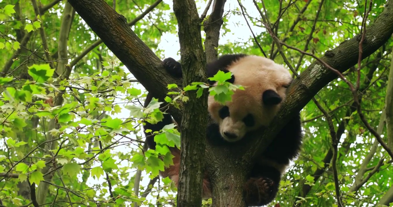 户外自然树上休息的国宝大熊猫视频素材
