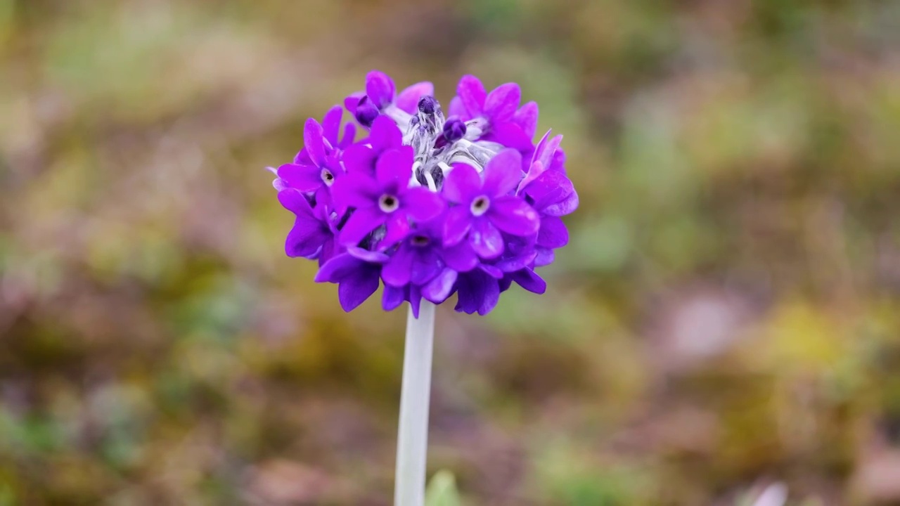 川西的野花：雪山紫花报春视频素材