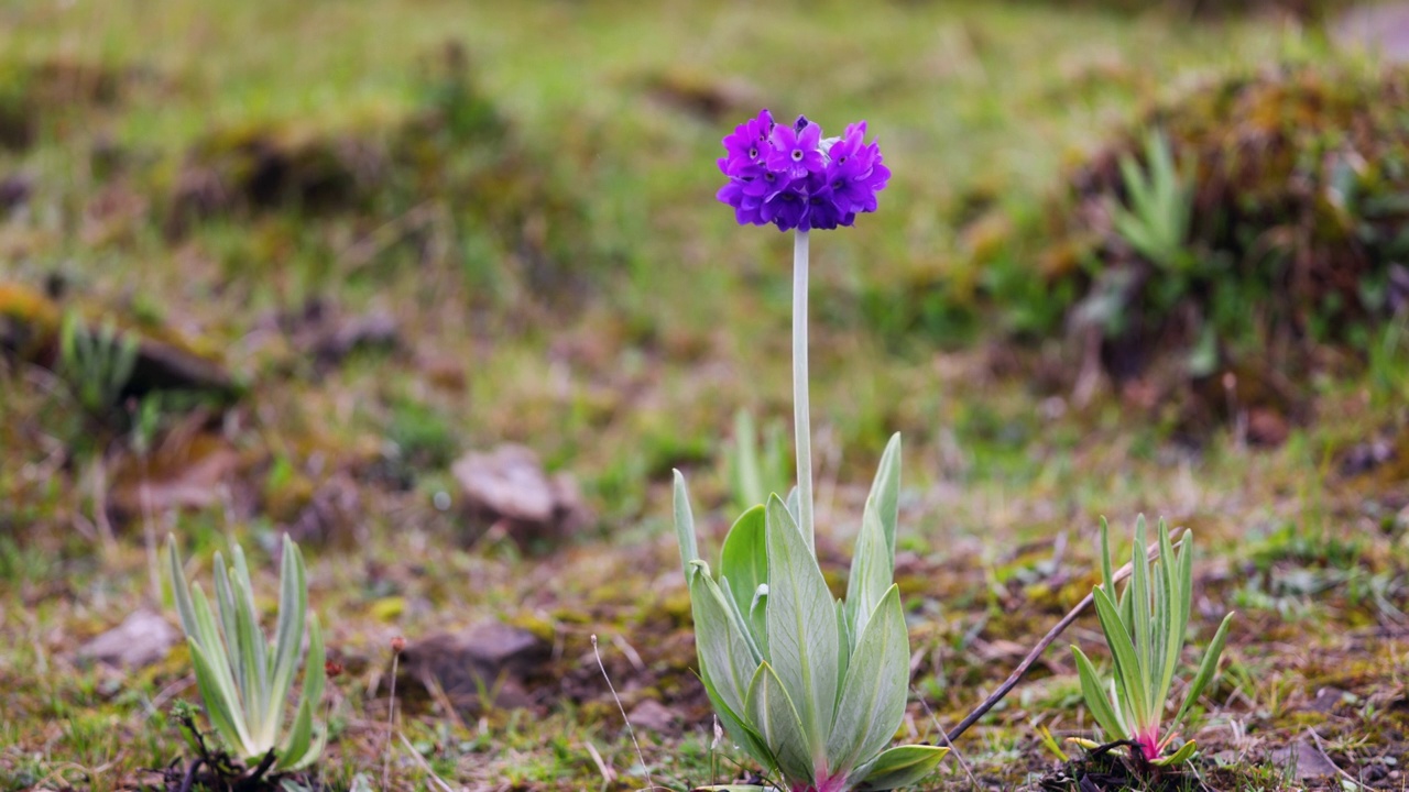 川西的野花：雪山紫花报春视频素材