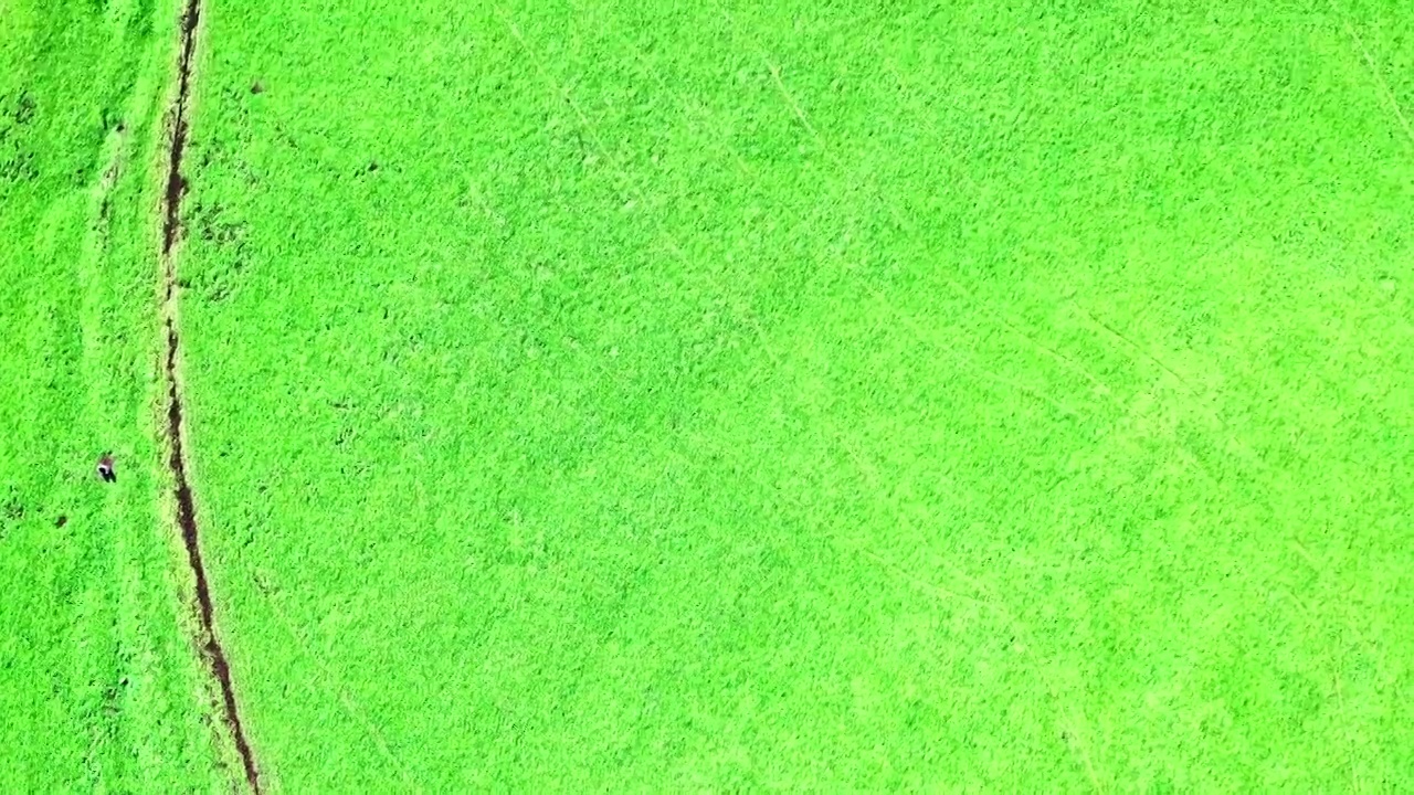 航拍中国新疆绿色草地背景视频下载