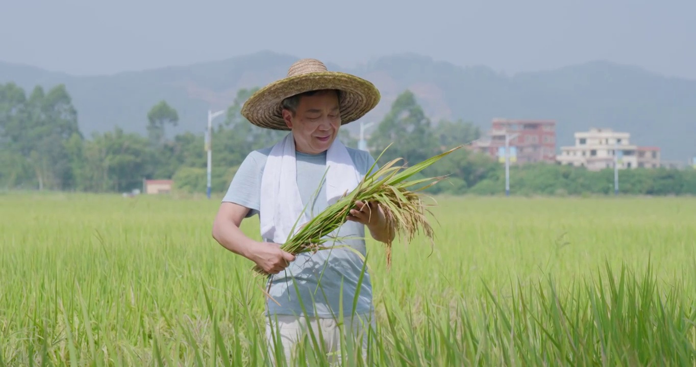 手拿水稻的农民视频素材