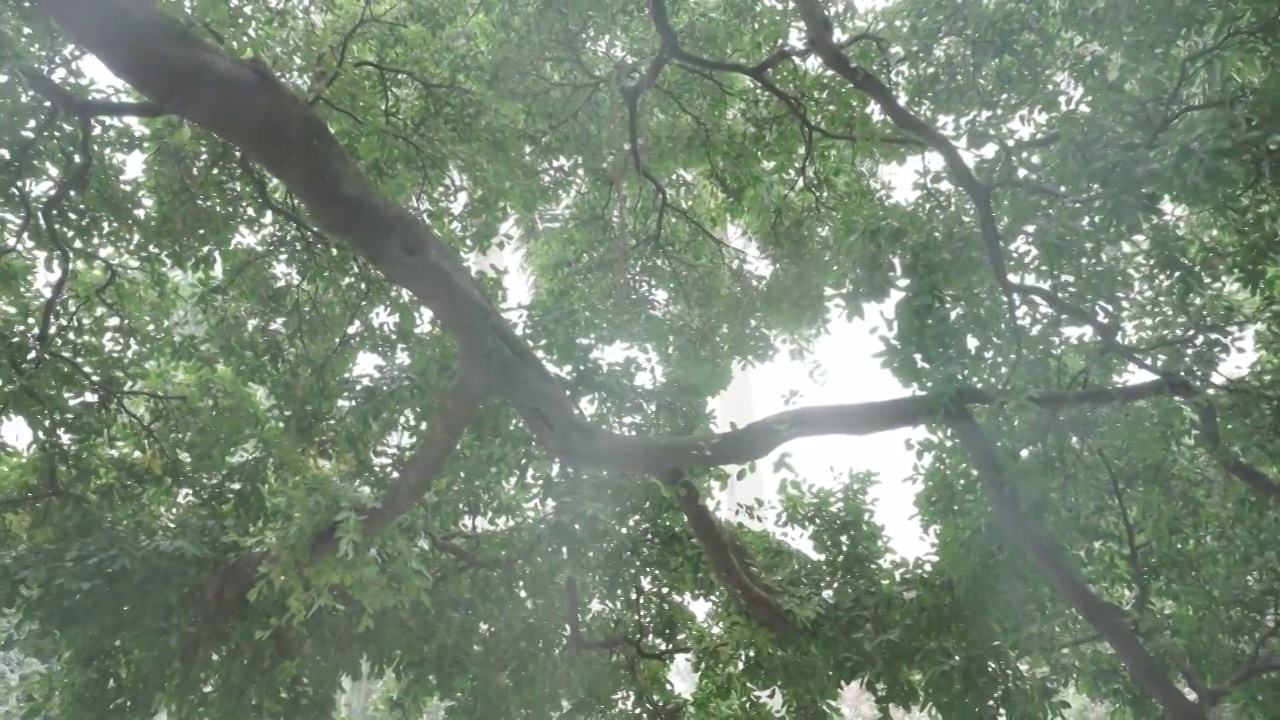 4K人民公园大树（合集）视频素材