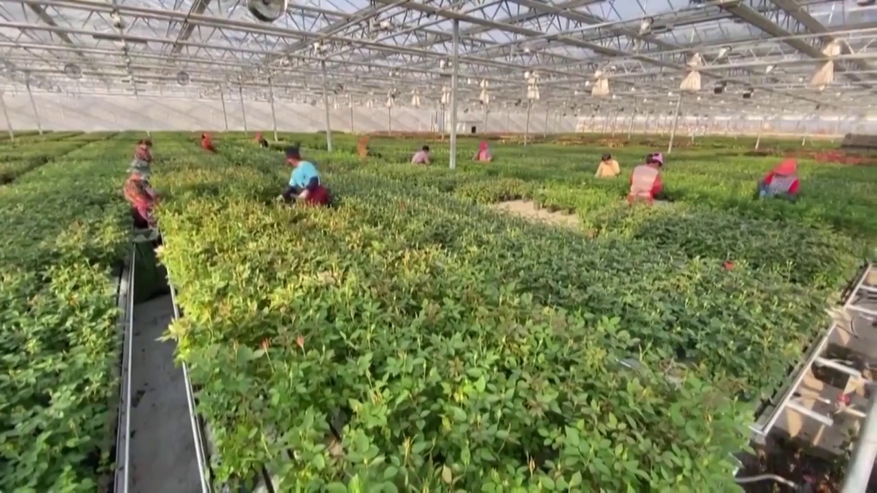 中国农业农村乡村振兴枸杞大棚种植园采收收获（选编）视频下载