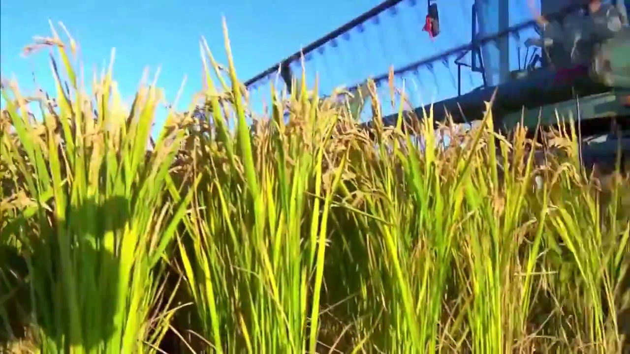 中国农业农村发展乡村振兴收获稻米（选编）视频素材