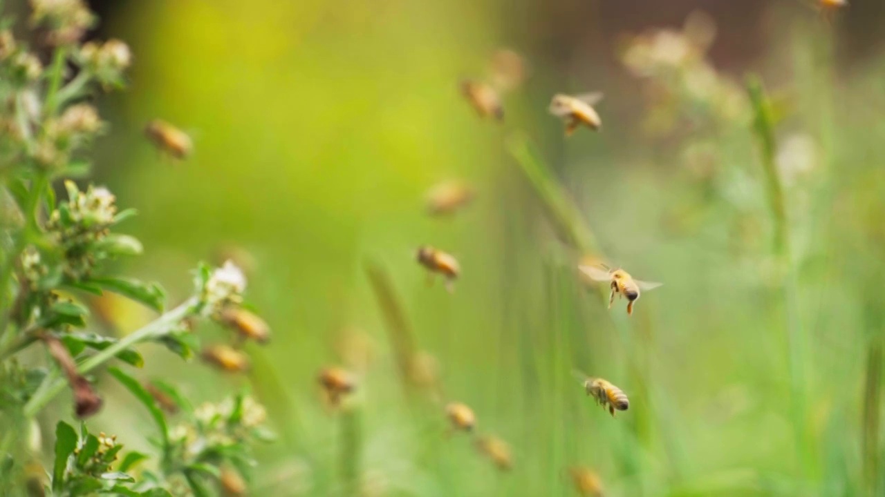 成群蜜蜂在春天田野里飞舞慢镜头唯美昆虫视频购买