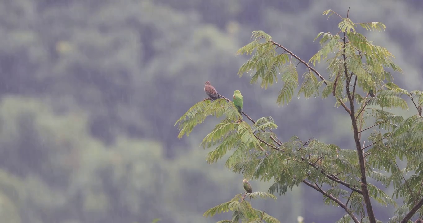 雨中的野生鹦鹉视频素材