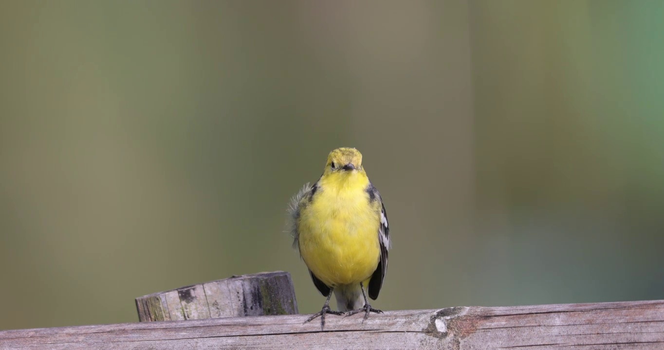 一只黄色的小鸟视频下载