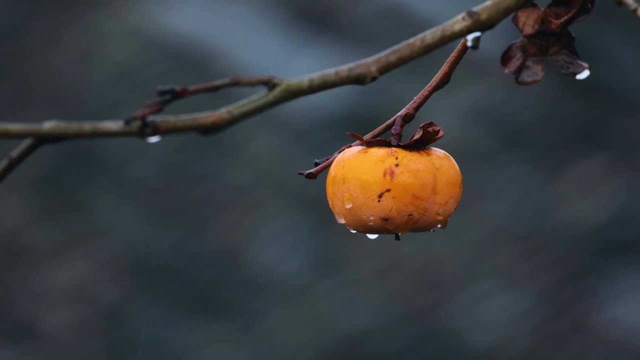 特写雨中的柿子视频下载
