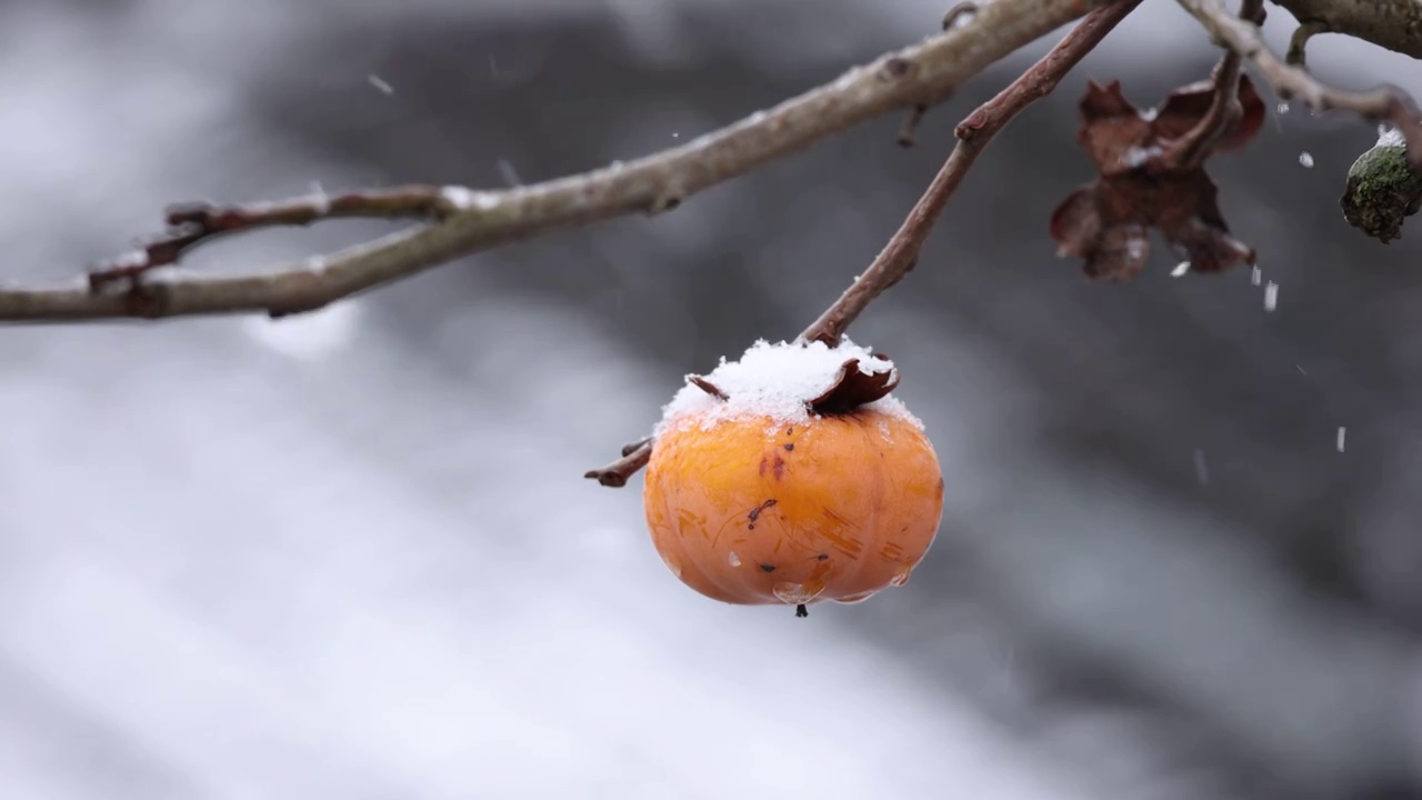 下雪天中的柿子视频购买