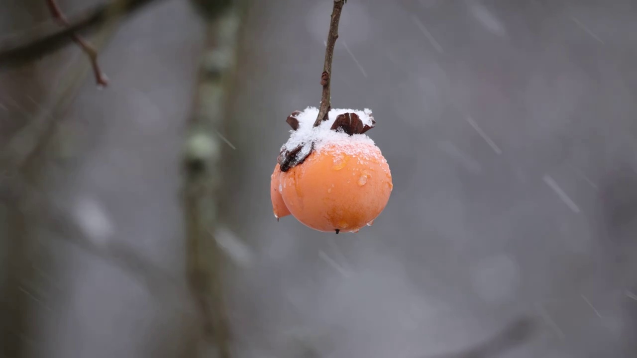 下雪天中的柿子视频下载