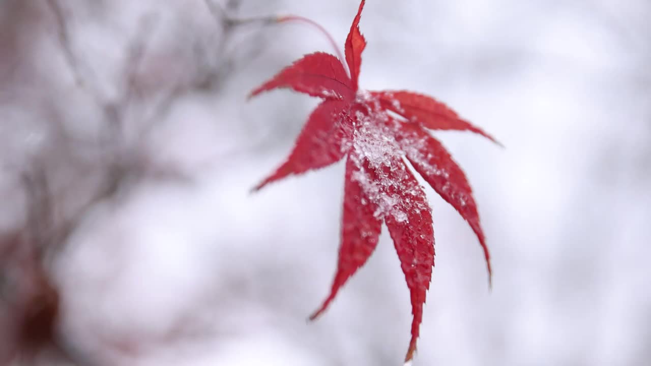 下雪中的红枫叶视频下载