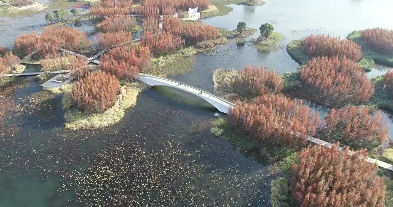 江西南昌艾溪湖水杉林和桥梁航拍视频下载