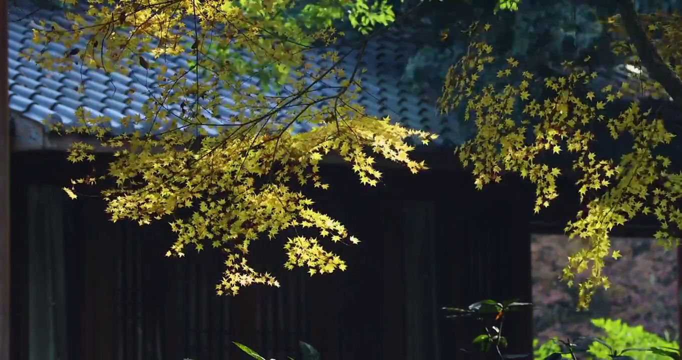 深秋中式园林红枫光影空镜视频下载