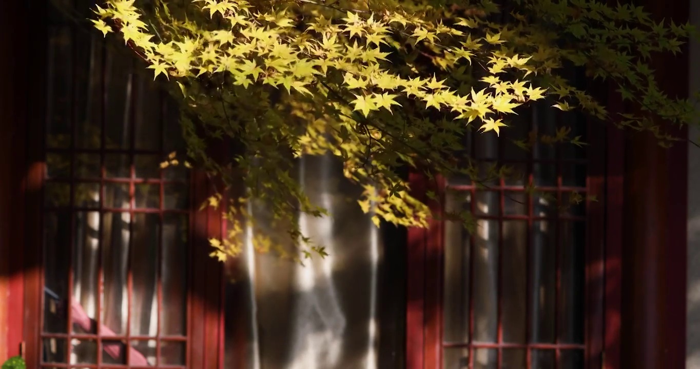 深秋中式园林红枫光影空镜视频下载