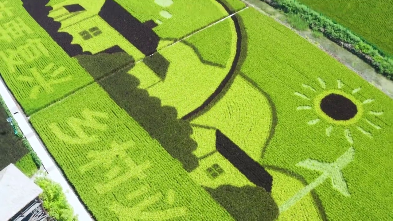 航拍：新疆米东区  秋天的水稻 稻田画视频下载