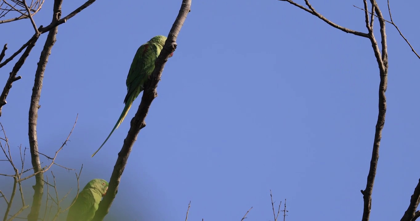 在树枝上磨嘴的野生鹦鹉视频素材