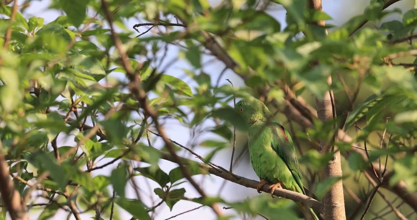 隐藏在枝叶深处的野生鹦鹉视频素材