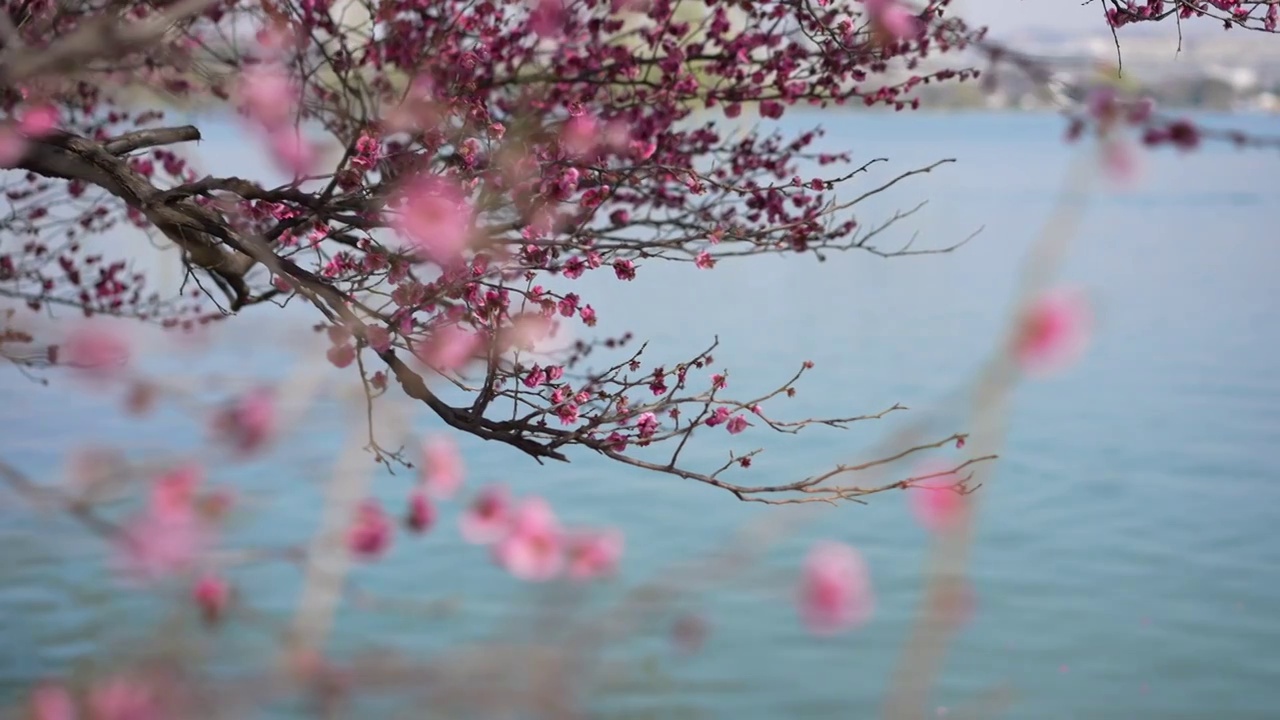 初春的南京玄武湖畔梅花盛开视频素材