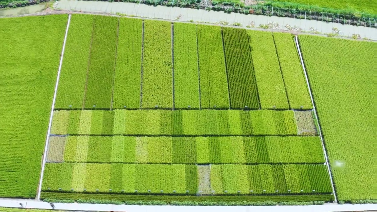 航拍：新疆米东区  秋天的水稻 稻田画视频素材