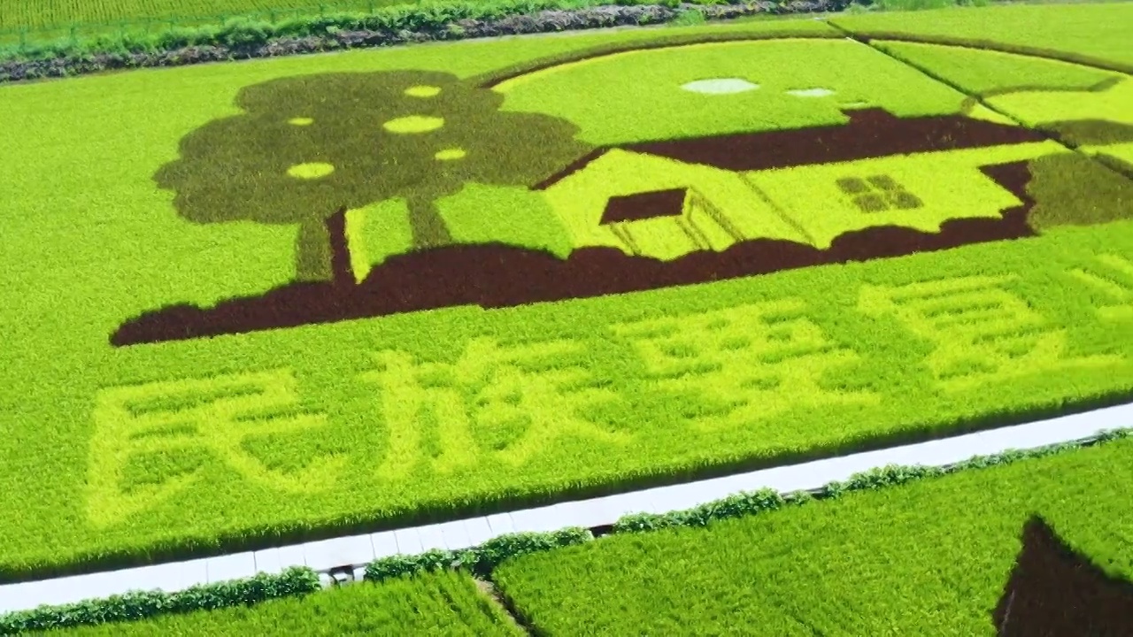 航拍：新疆米东区  秋天的水稻 稻田画视频素材
