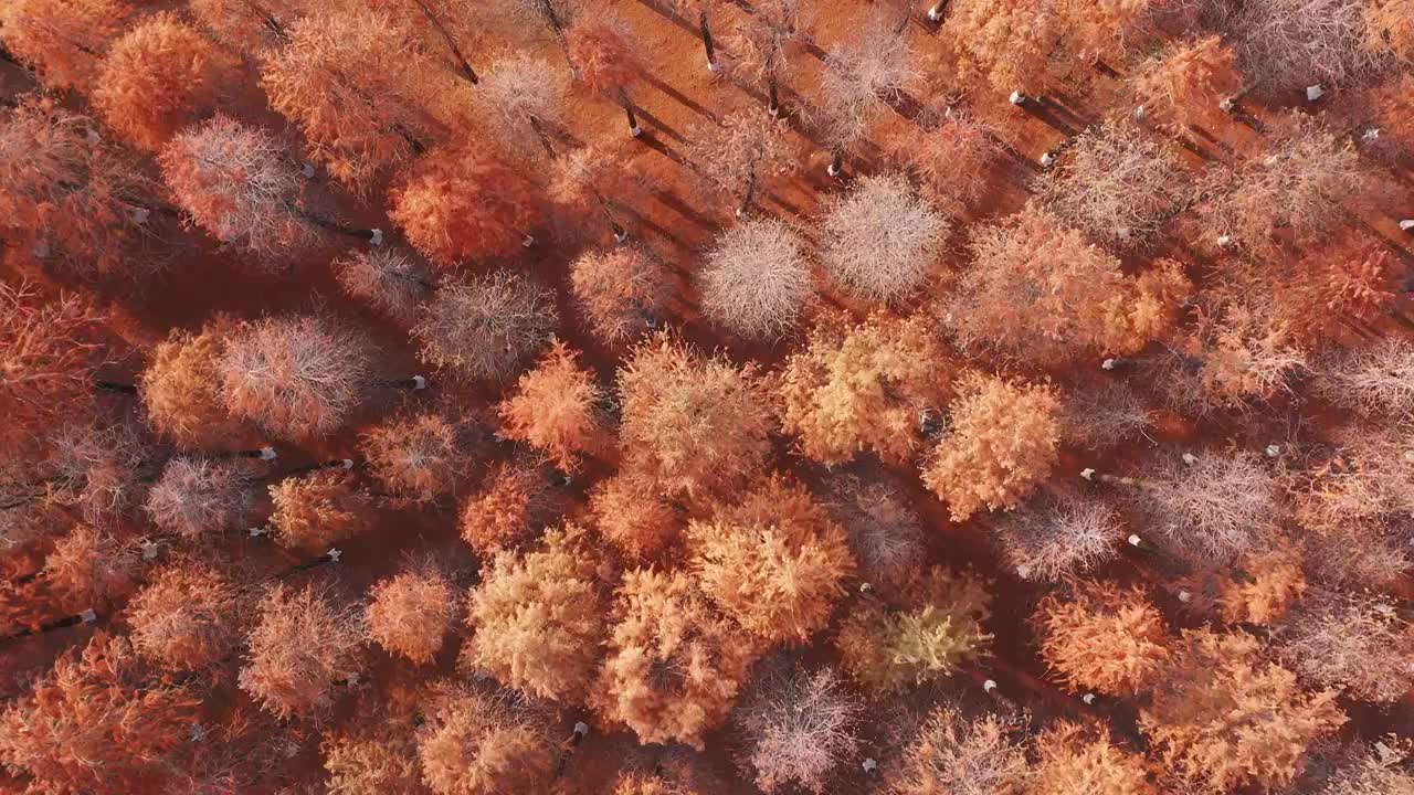 秋天的水杉视频下载