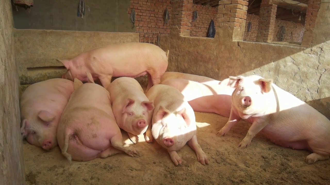 4K家畜养殖-猪圈养猪农村生活视频素材