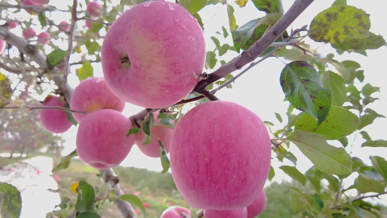 洛川苹果种植选编视频下载