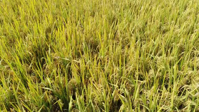 丰收的稻田视频素材