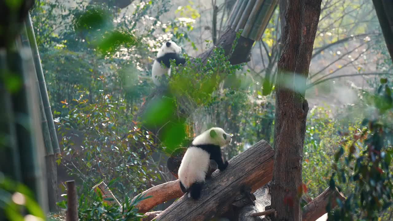 熊猫大熊猫国宝小熊猫宝宝熊猫幼崽熊猫基地视频下载