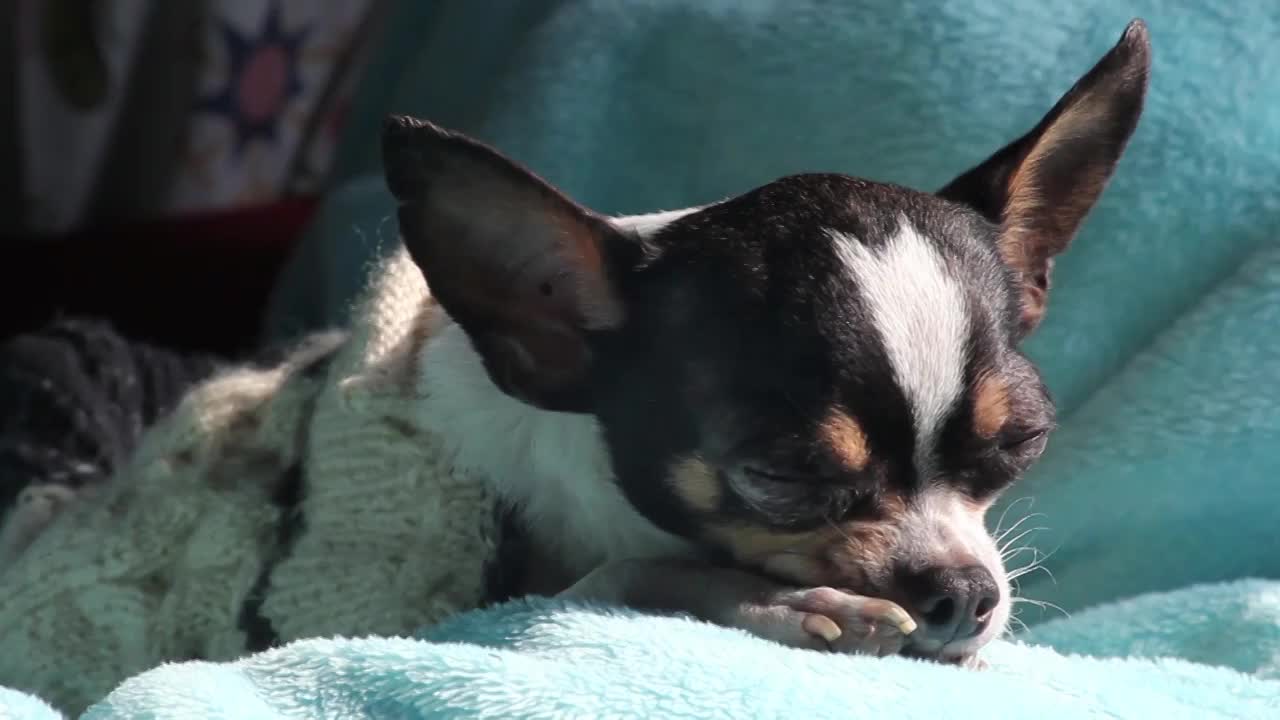 晒太阳睡觉的小狗（合集）视频下载