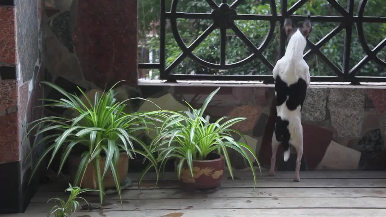 小狗站在阳台上看风景等待主人回家（合集）视频下载